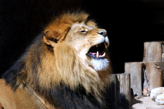百獸之王