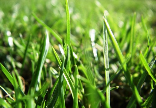 草綠色1號