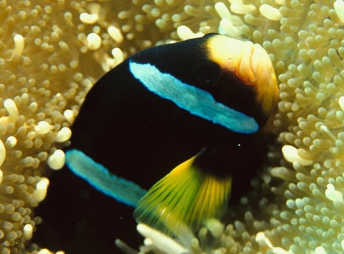 小丑魚(yú)