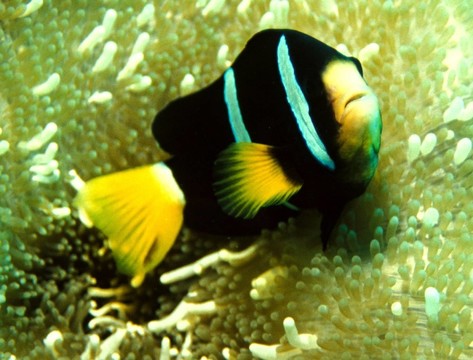 小丑魚