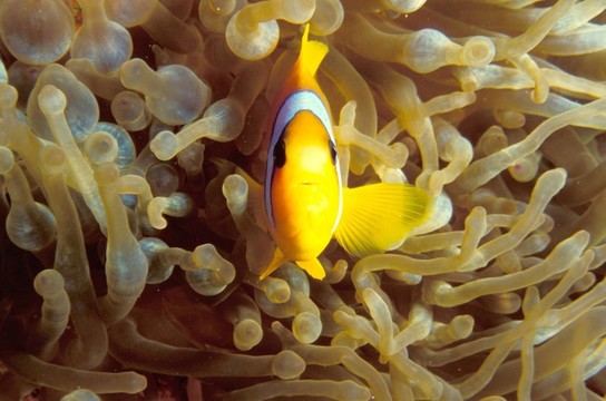 小丑魚