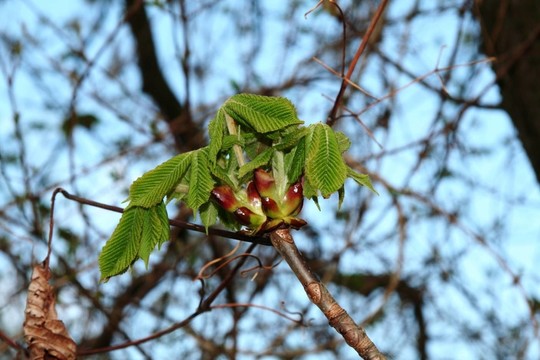 kastanienblüTE