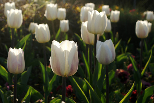 白tulpenbeet