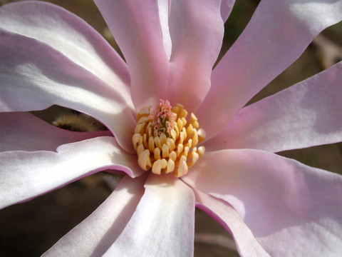 magnolienblüTE