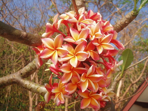 花
