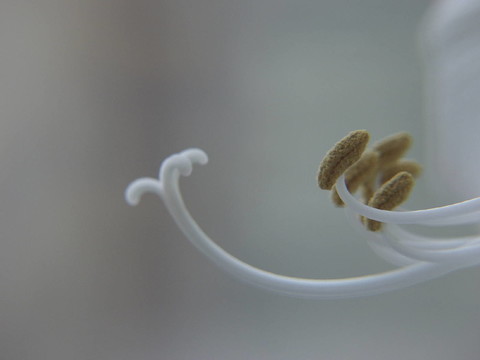 花卉