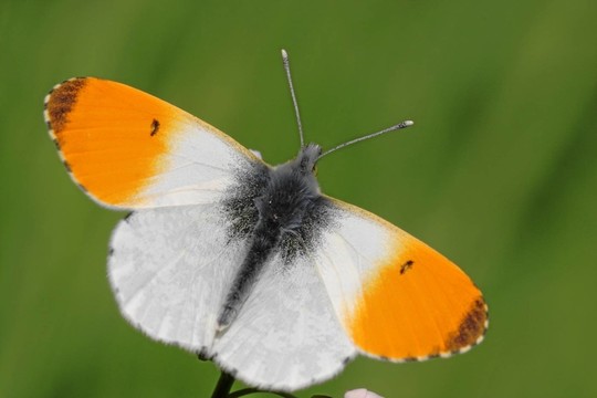 aurorafalter