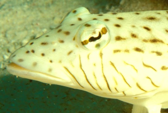 琵琶魚(yú)