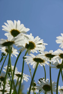 雛菊