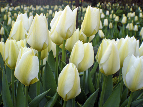 tulpenbeet