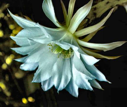 花卉