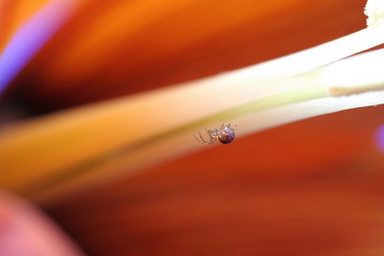 minispider II