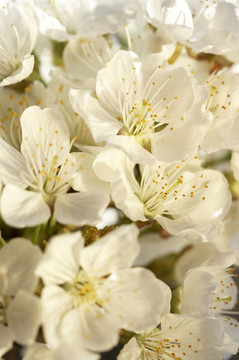 FRühlingsgruss III.