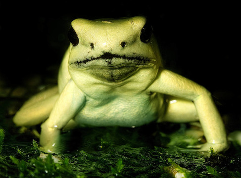 pfeilgiftfrosch