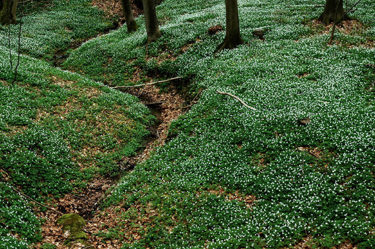BLütenteppich 2