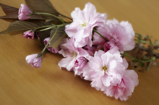 櫻花