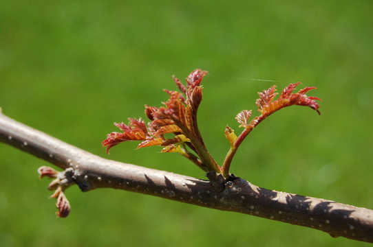 blasenbaum