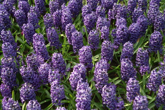 藍(lán)色的花