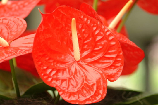 紅掌