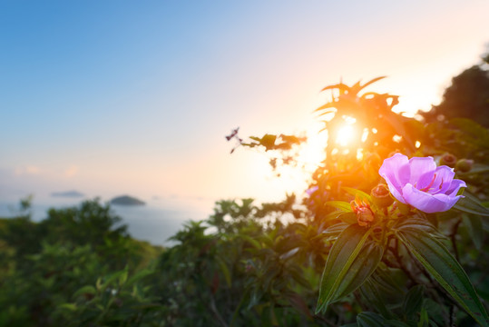 日出山茶花
