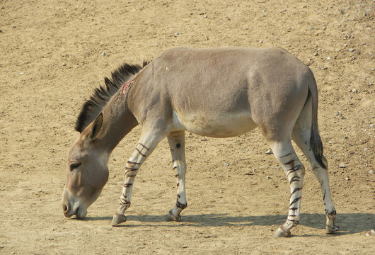 馬