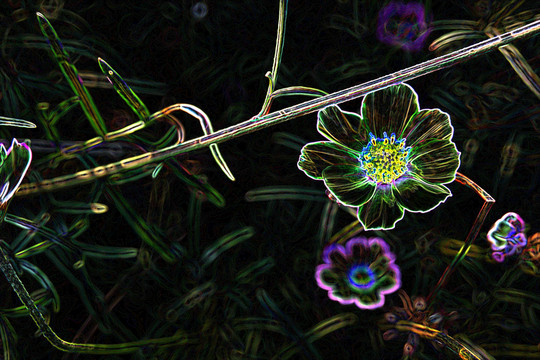 花朵背景 底紋 植物 花 花卉
