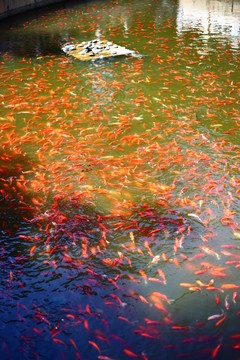 放生池金魚湖