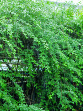 下雨天