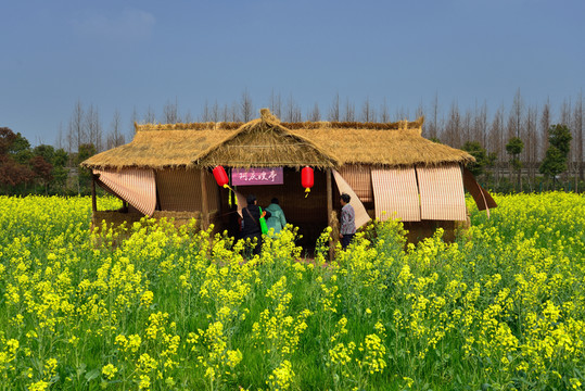 油菜花旅游景點(diǎn)