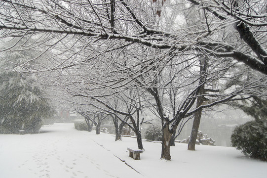 雪景