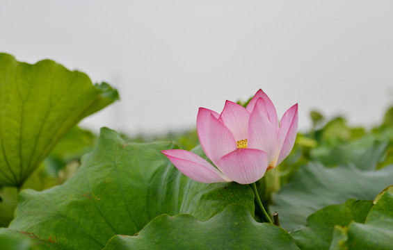 蓮花 荷花