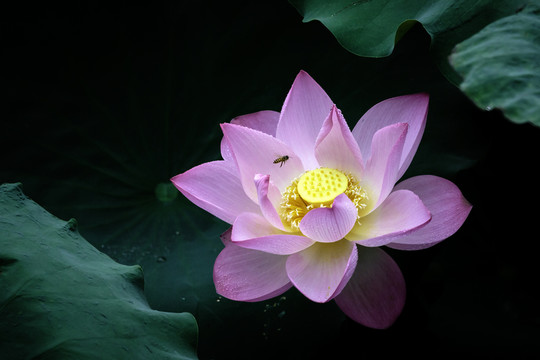 荷花