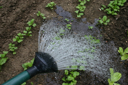 花園