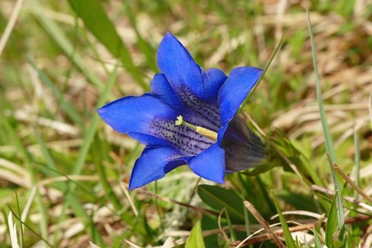 藍色的花