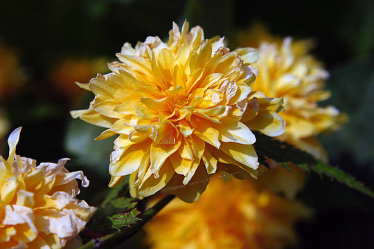 花園