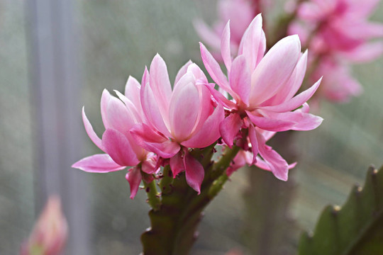 kaktusblüTEN2