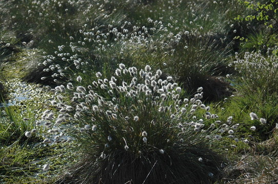 wollgras