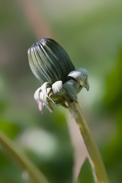 蒲公英的花蕾