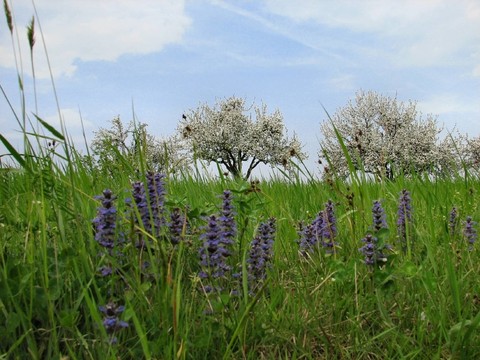 開(kāi)花的草甸和開(kāi)花的蘋(píng)果樹(shù)