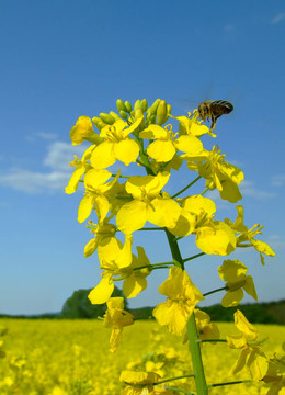 油菜感興趣