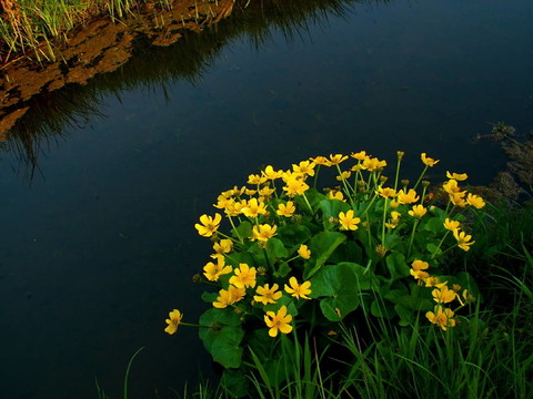 sumpfdotterblume