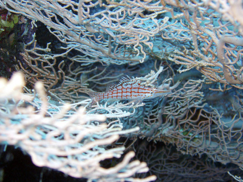 長鼻鷹魚