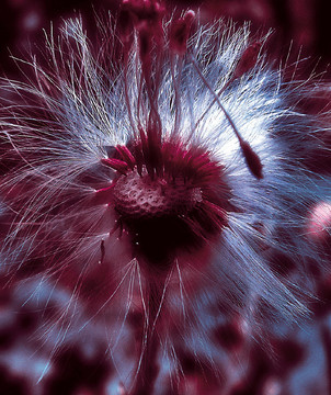 pusteblume 2