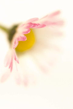 雛菊