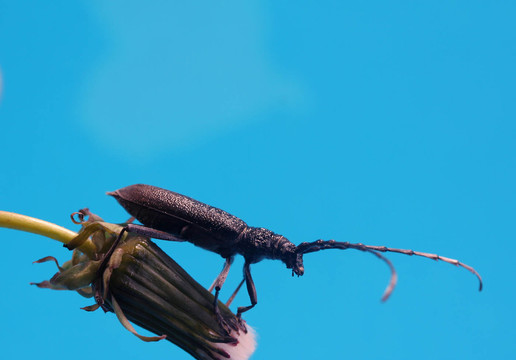昆蟲