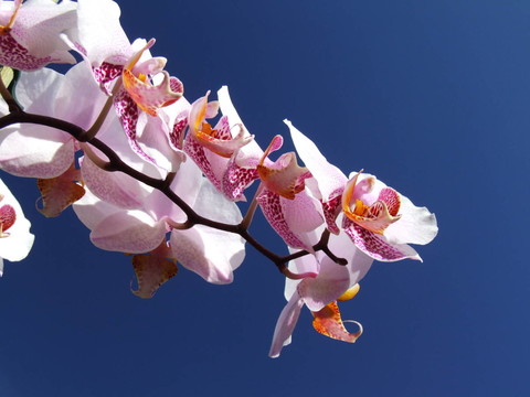 蘭花花