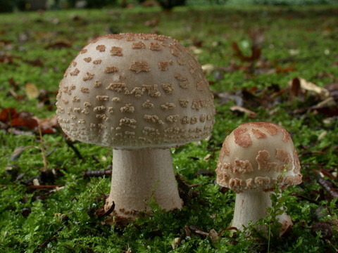 perlpilze