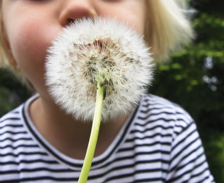 puste的pusteblume