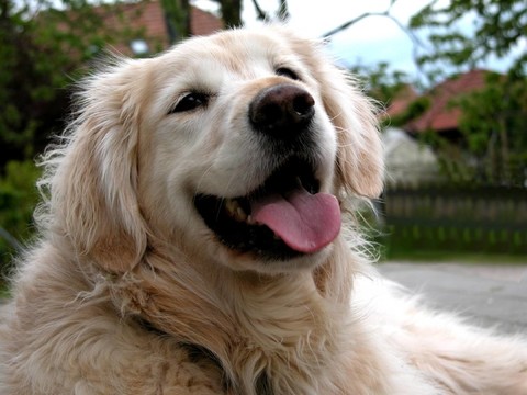 金毛獵犬