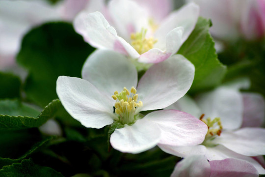 蘋果花2